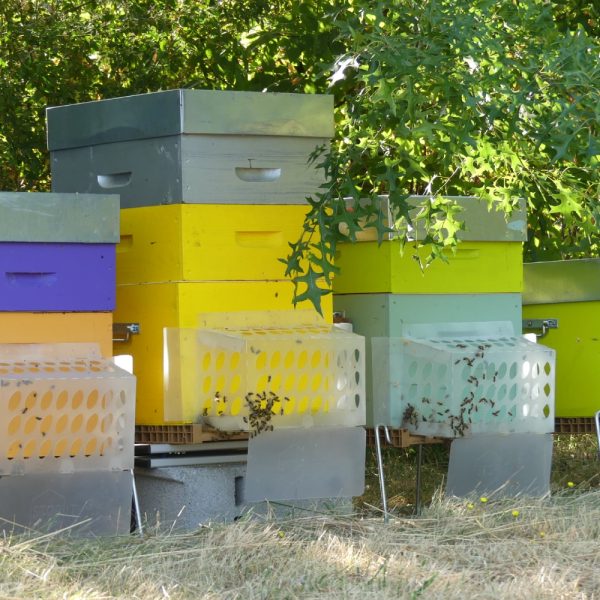 stop it protection basique contre les frelons installation sur ruches